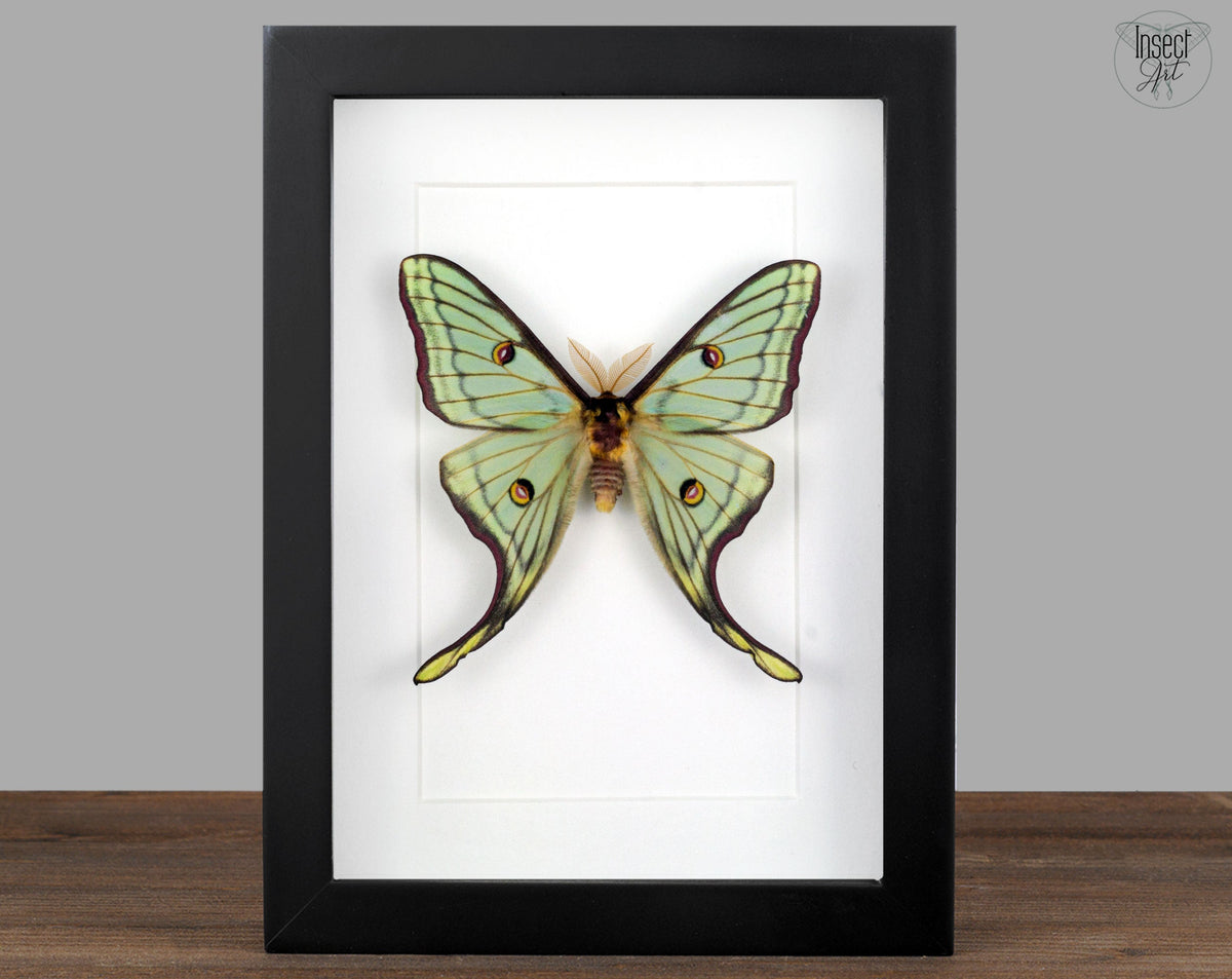 Rare Moths Actias luna & Graellsia isabellae Hybrid in Frame