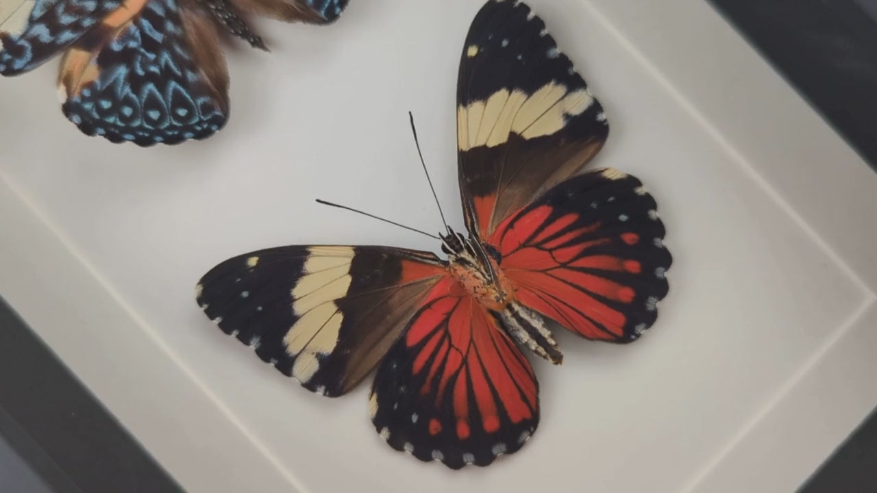 Charger et lire la vidéo dans la visionneuse de la Galerie, Hamadryas amphinome DUO, echte Schmetterlinge im Rahmen