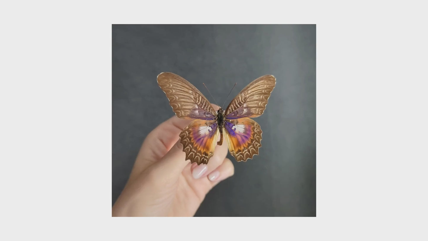 Laden und Abspielen von Videos im Galerie-Viewer, Cethosia myrina, präparierter Schmetterling im Bilderrahmen