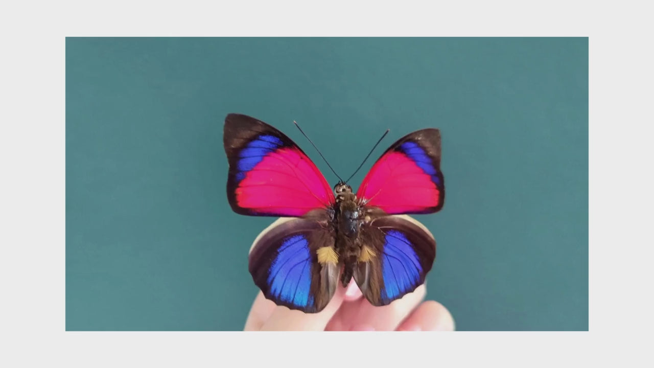 Charger et lire la vidéo dans la visionneuse de la Galerie, Agrias sardanapalus Männchen, echter Schmetterling im Rahmen