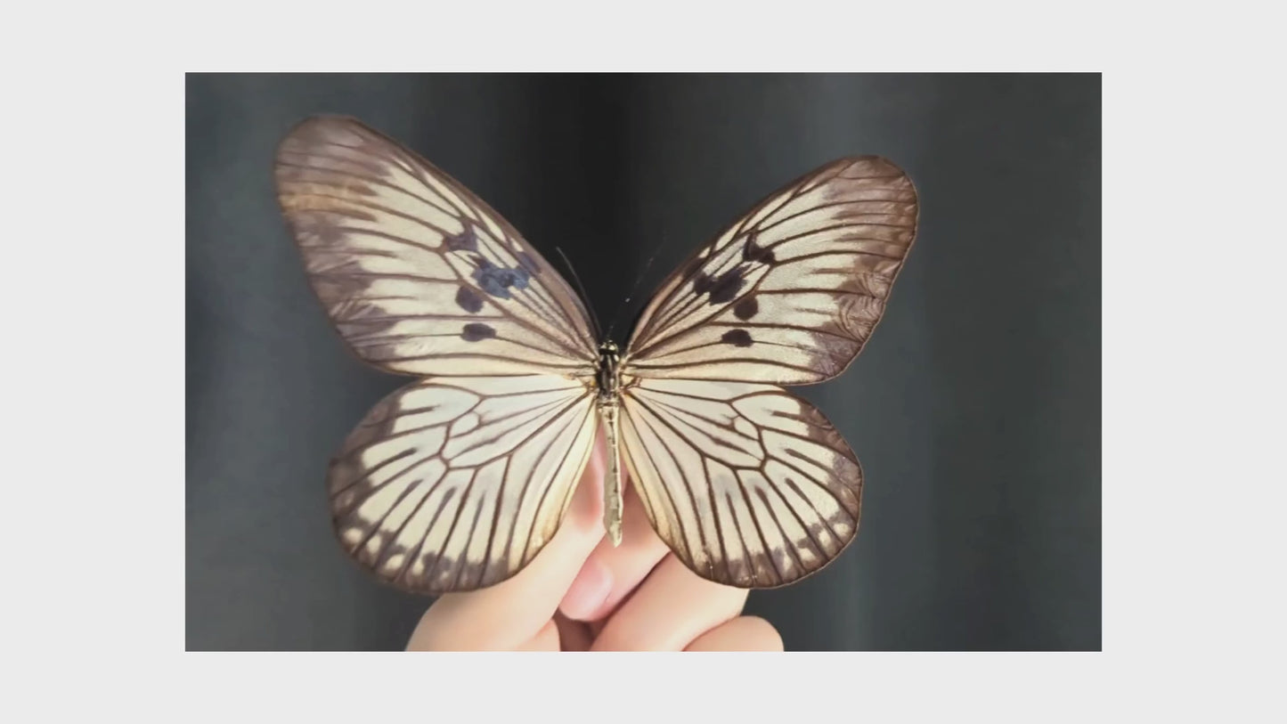 Charger et lire la vidéo dans la visionneuse de la Galerie, Idea munaensis, präparierter Schmetterling im Rahmen