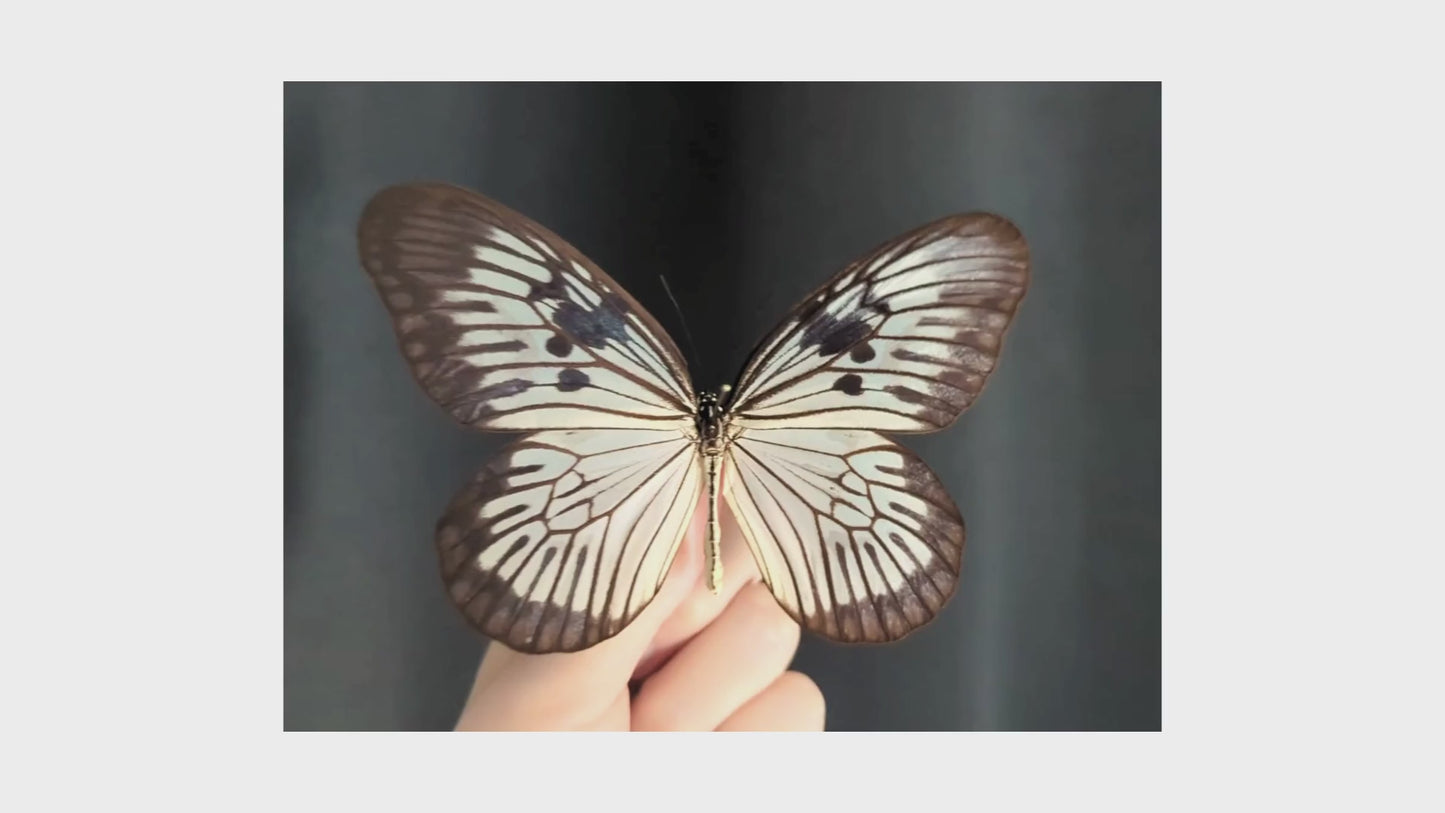 Charger et lire la vidéo dans la visionneuse de la Galerie, Idea phlegeton, präparierter Schmetterling im Rahmen