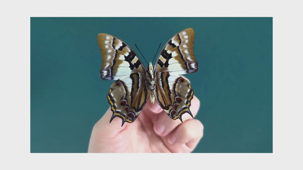Charger et lire la vidéo dans la visionneuse de la Galerie, Polyura pyrrhus, echter Schmetterling im Rahmen