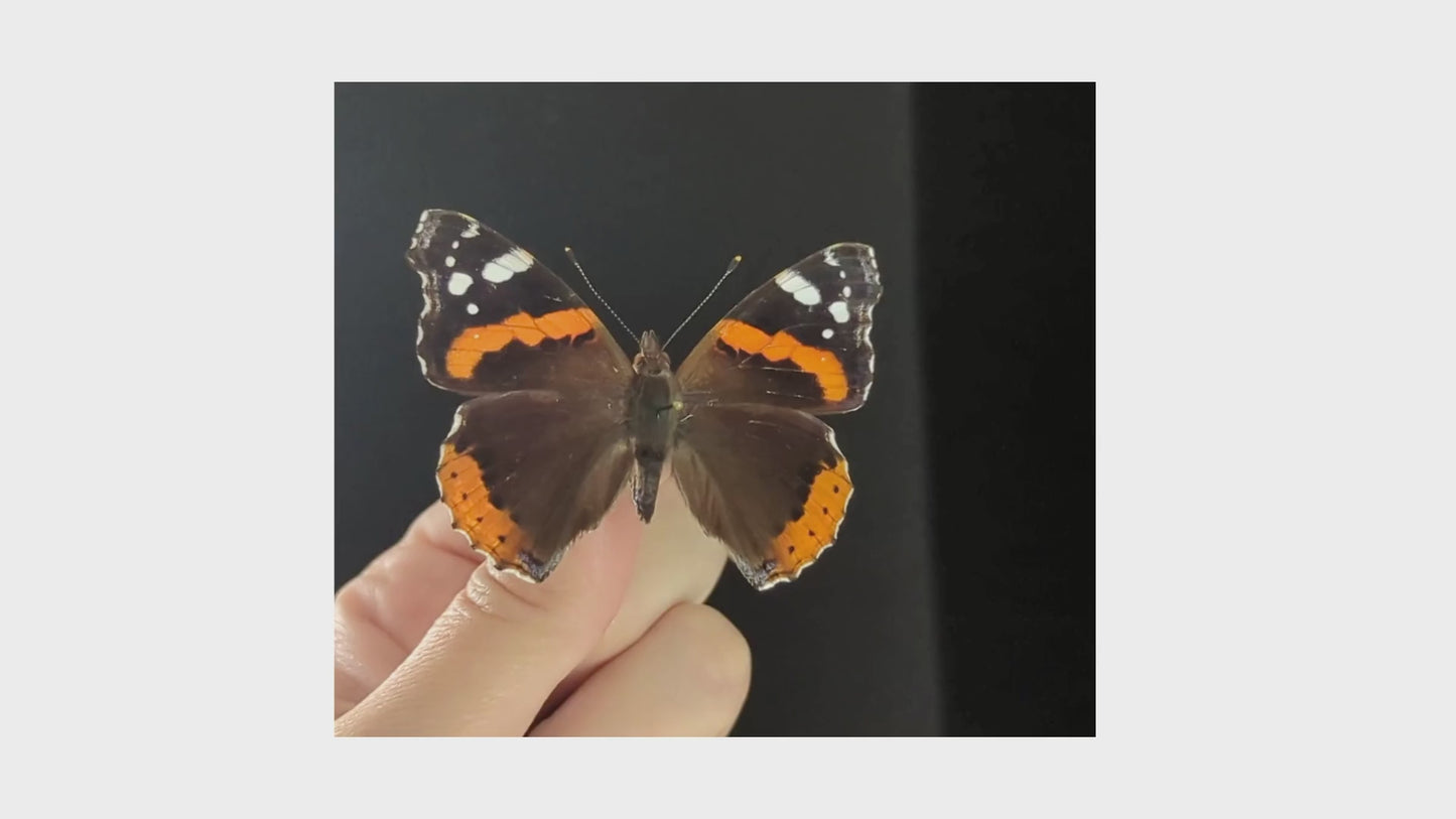 Charger et lire la vidéo dans la visionneuse de la Galerie, Vanessa atalanta "Admiral", präparierter Schmetterling im Rahmen