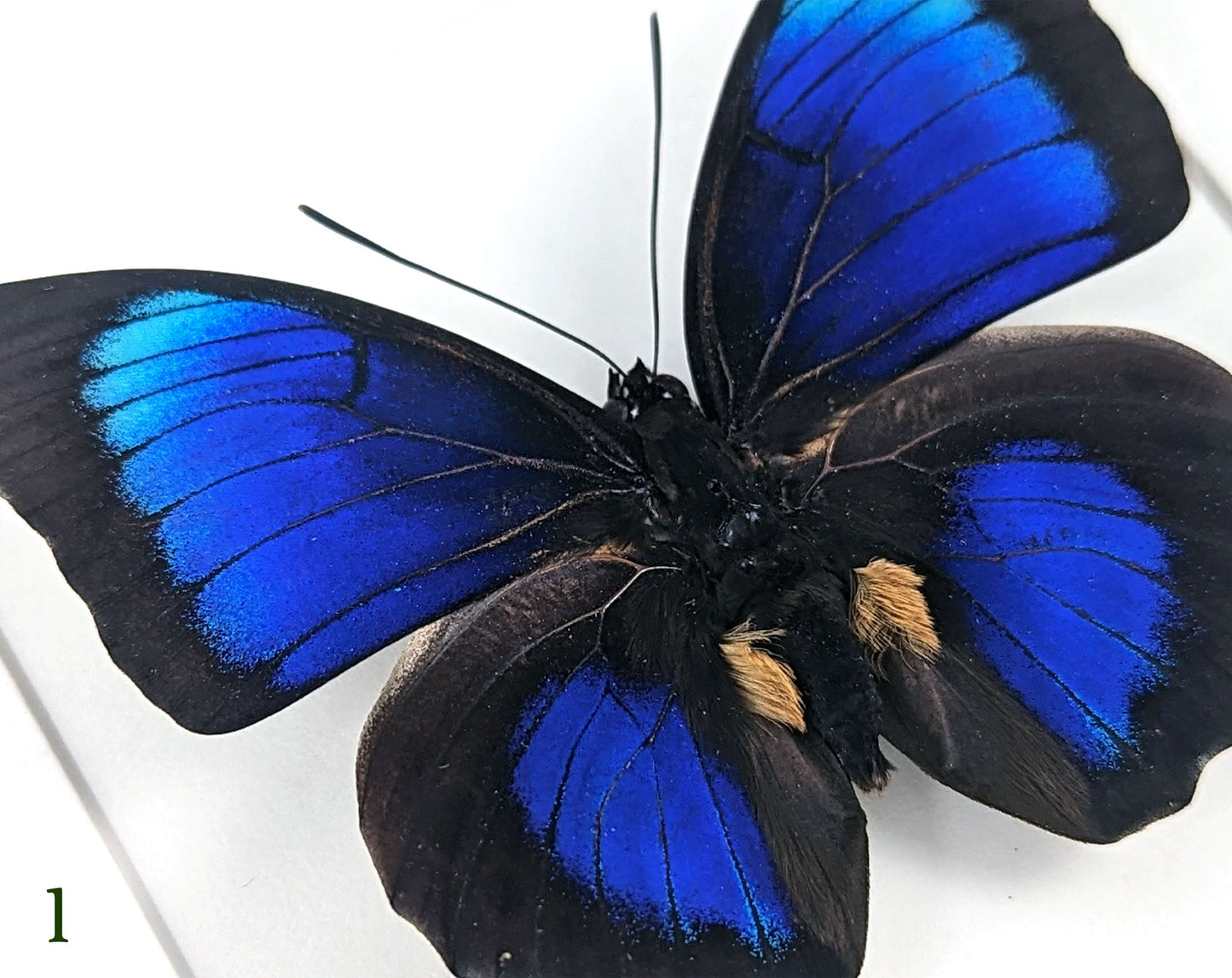 Agrias x Prepona Hybrid ♂  Schmetterling im Rahmen InsectArt