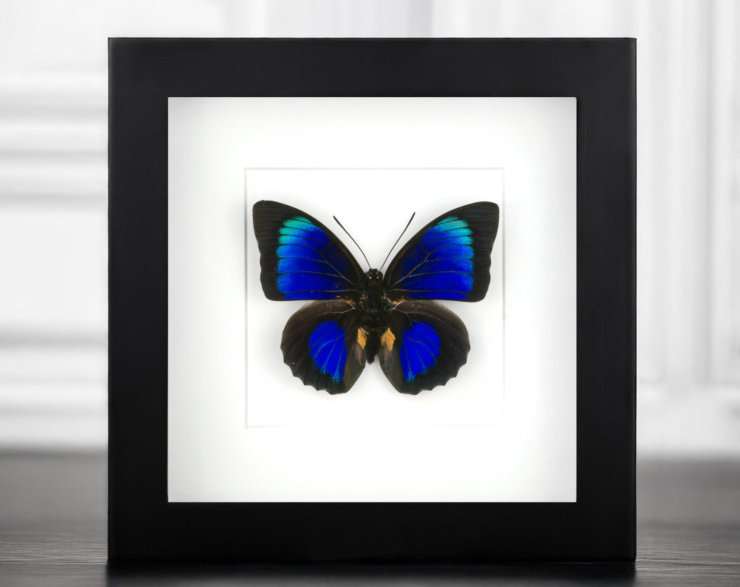 Agrias x Prepona Hybrid ♂  Schmetterling im Rahmen InsectArt