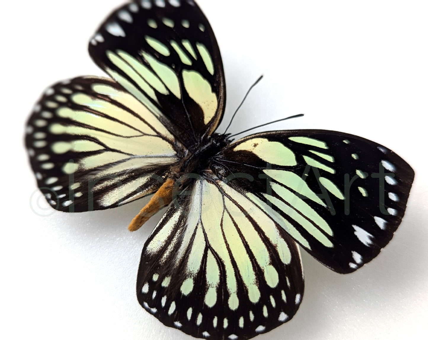 Euxanthe crossleyi  Schmetterling InsectArt