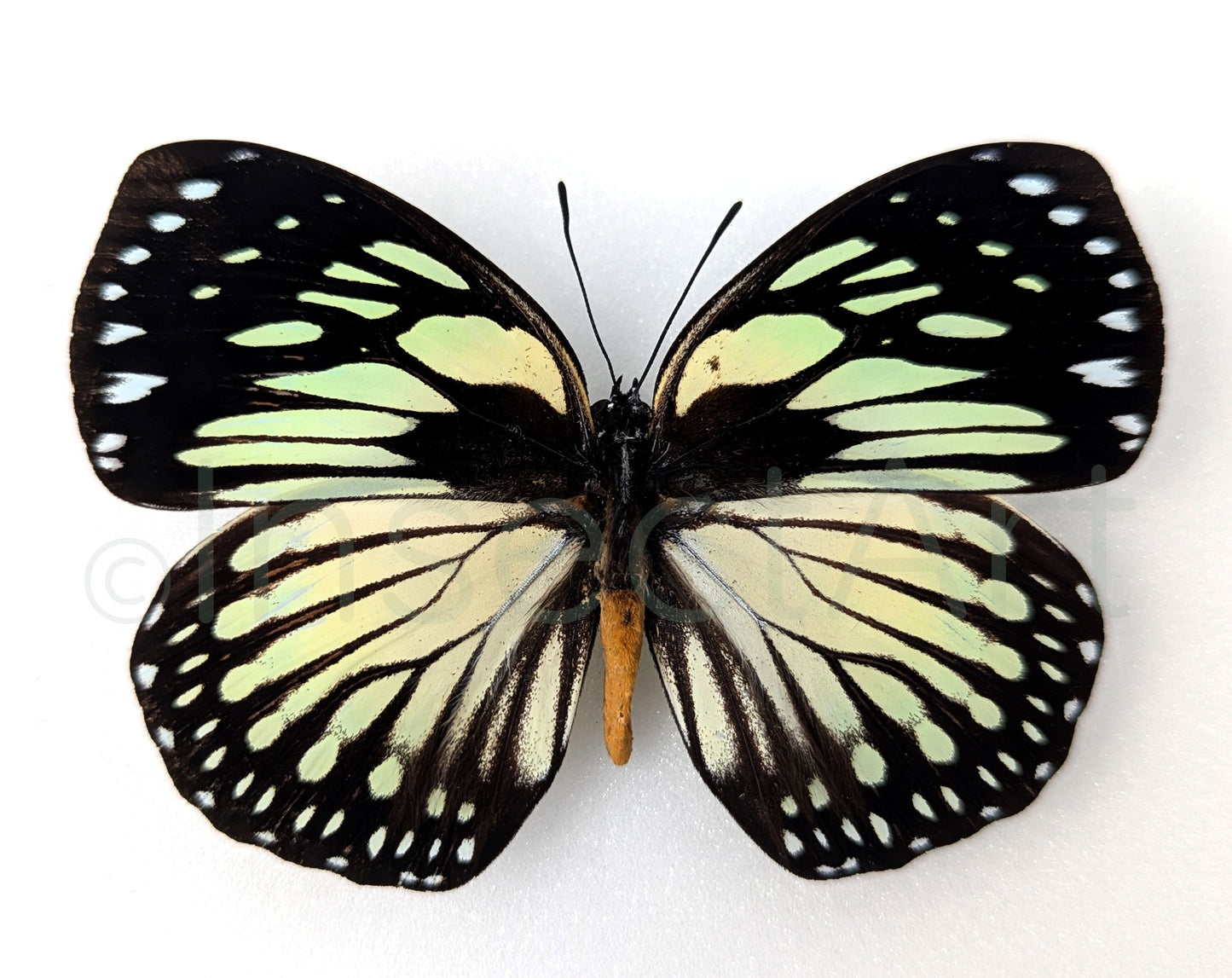 Euxanthe crossleyi  Schmetterling InsectArt