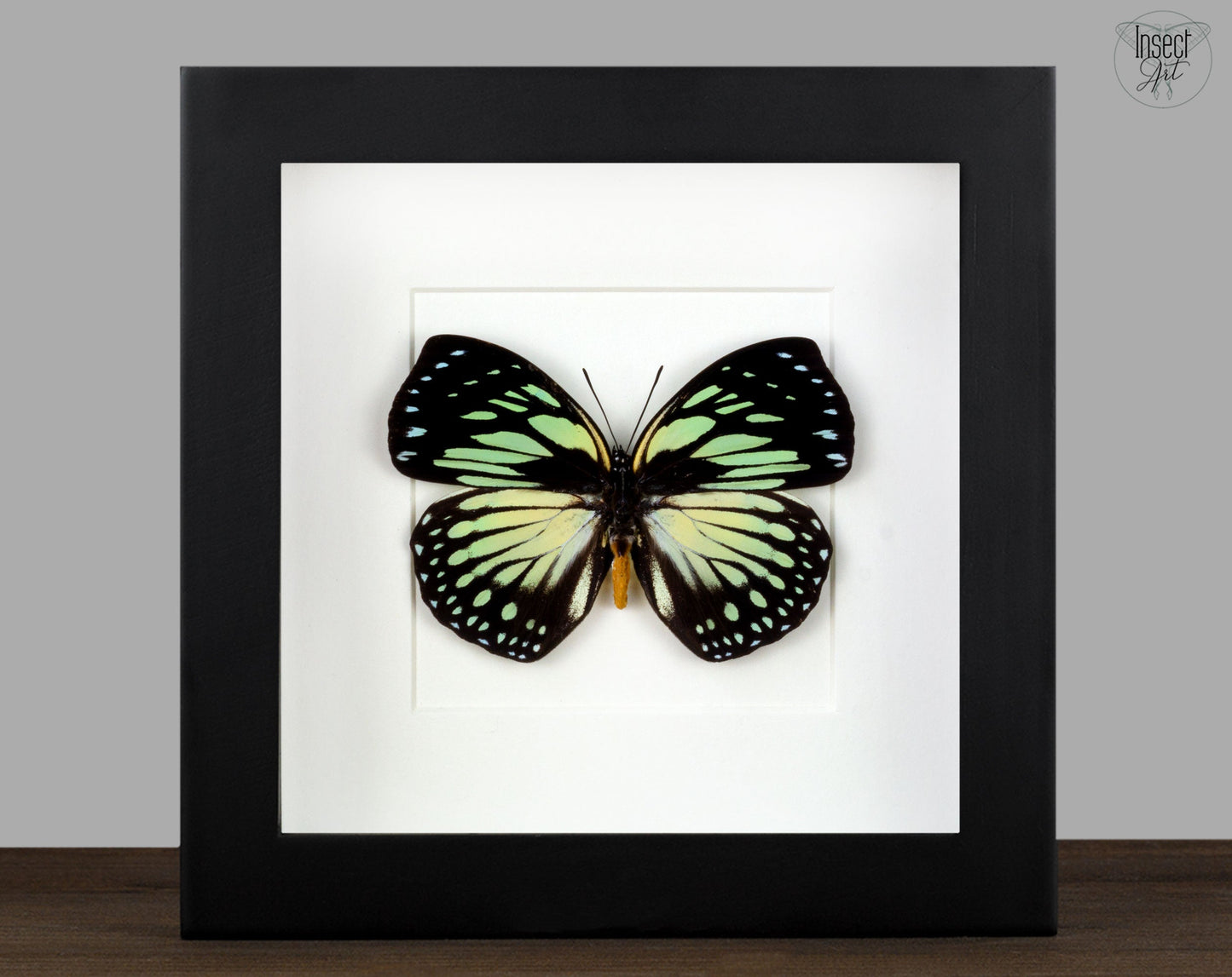 Euxanthe crossleyi  Schmetterling InsectArt