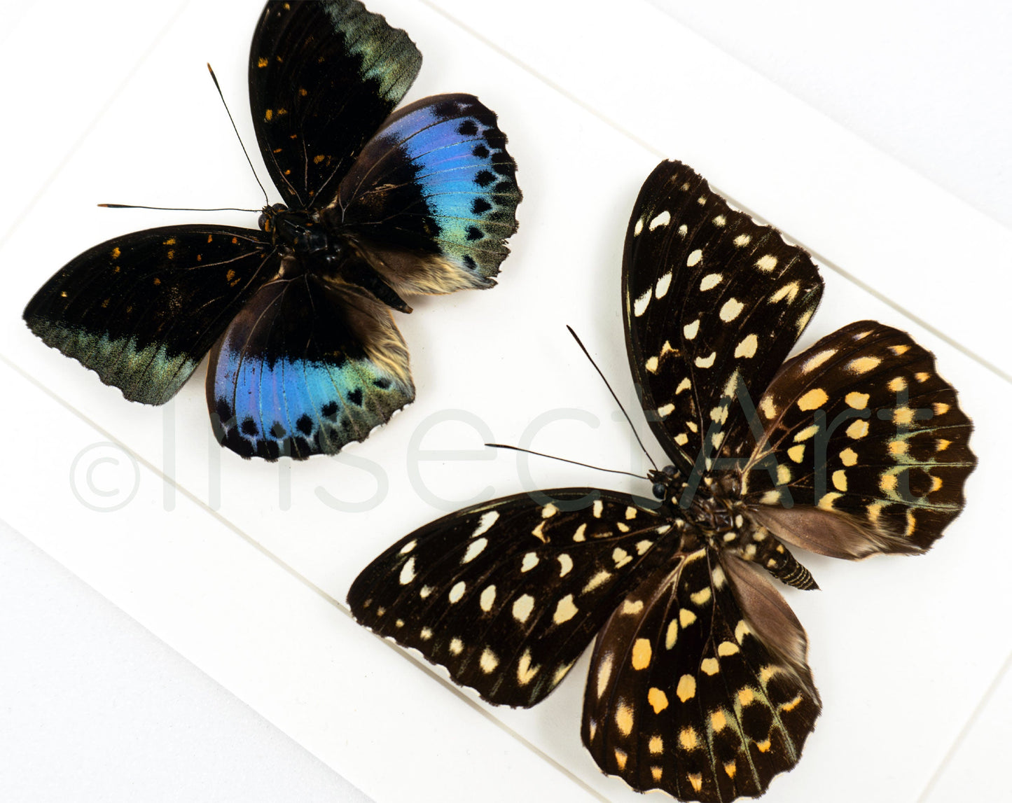 Lexias pardalis ♂♀  Schmetterling InsectArt