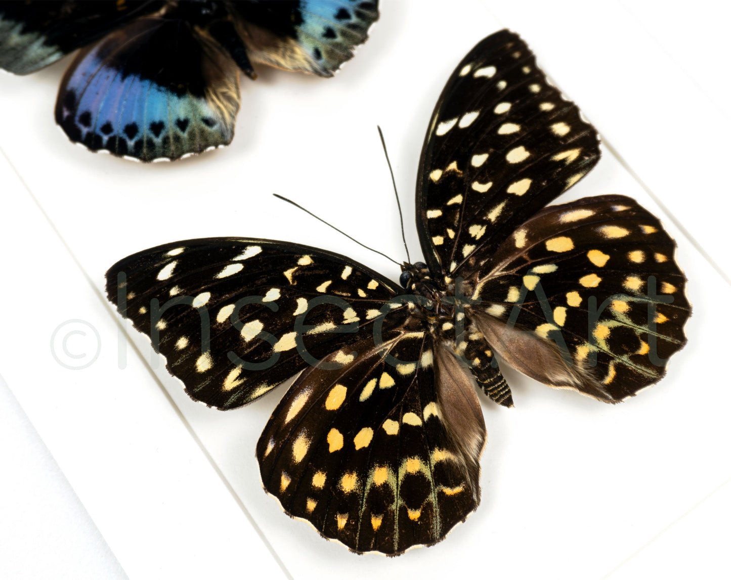 Lexias pardalis ♂♀  Schmetterling InsectArt