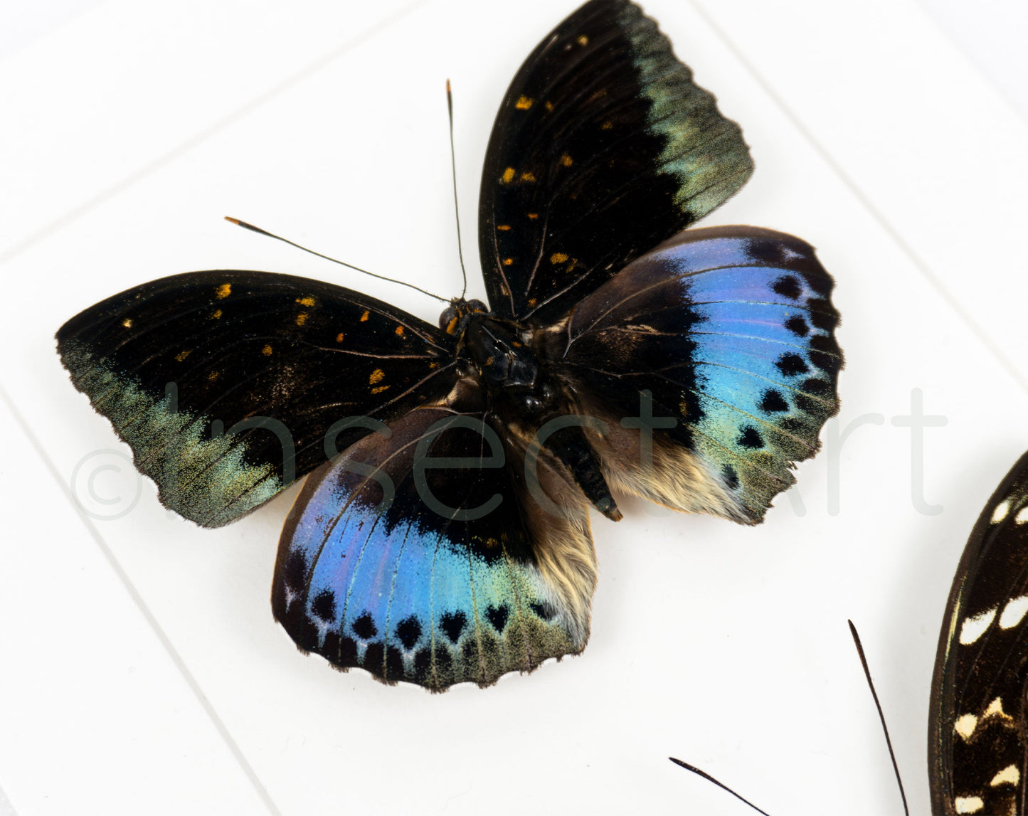 Lexias pardalis ♂♀  Schmetterling InsectArt