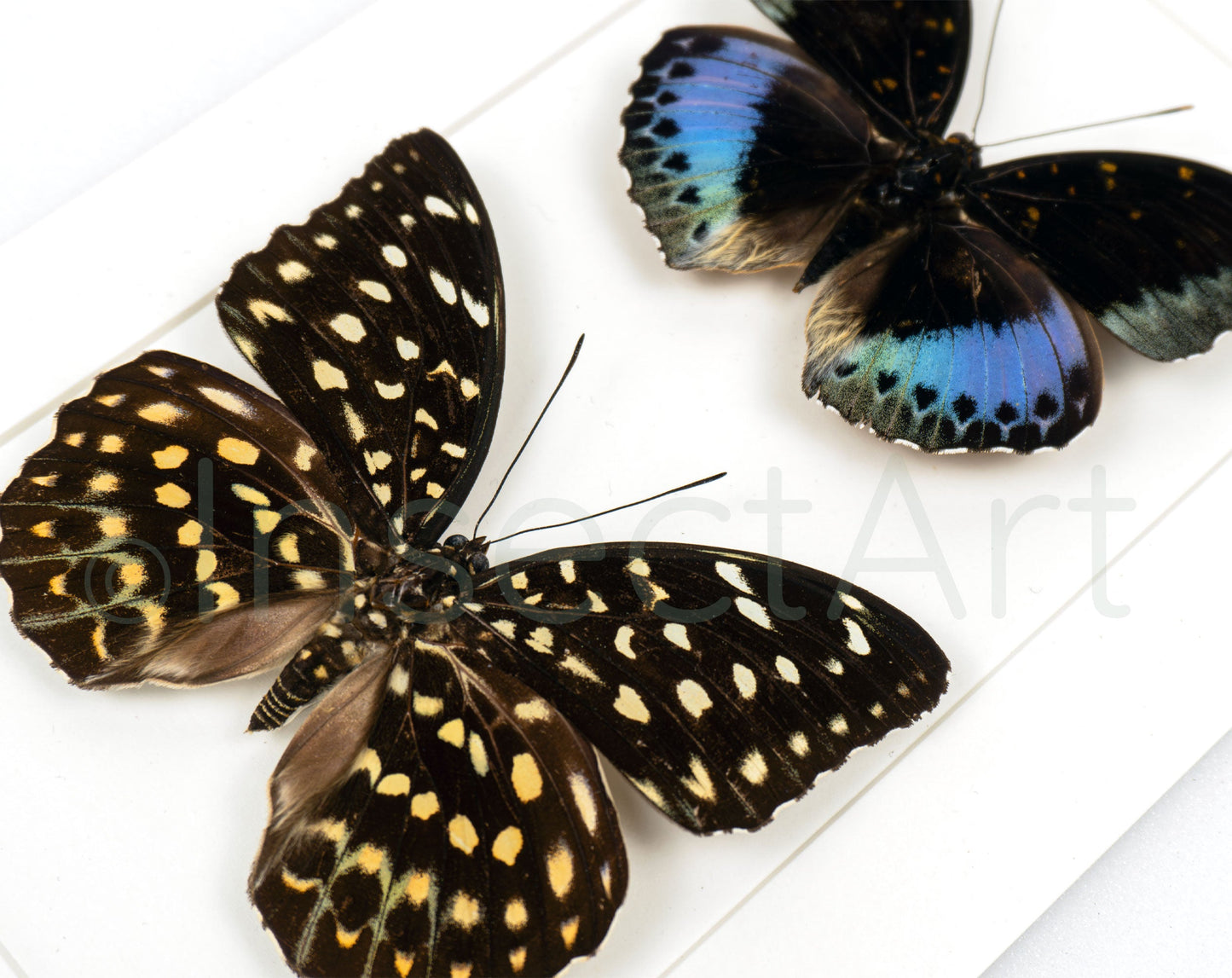 Lexias pardalis ♂♀  Schmetterling InsectArt