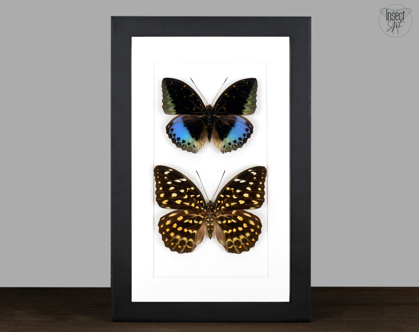 Lexias pardalis ♂♀  Schmetterling InsectArt