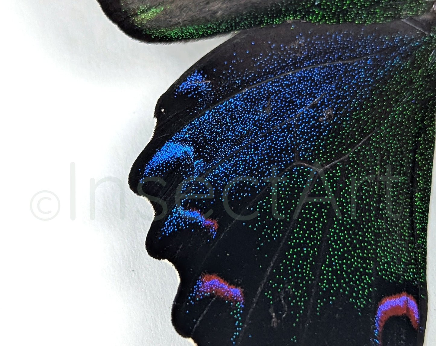 Papilio bianor ♂  Schmetterling InsectArt