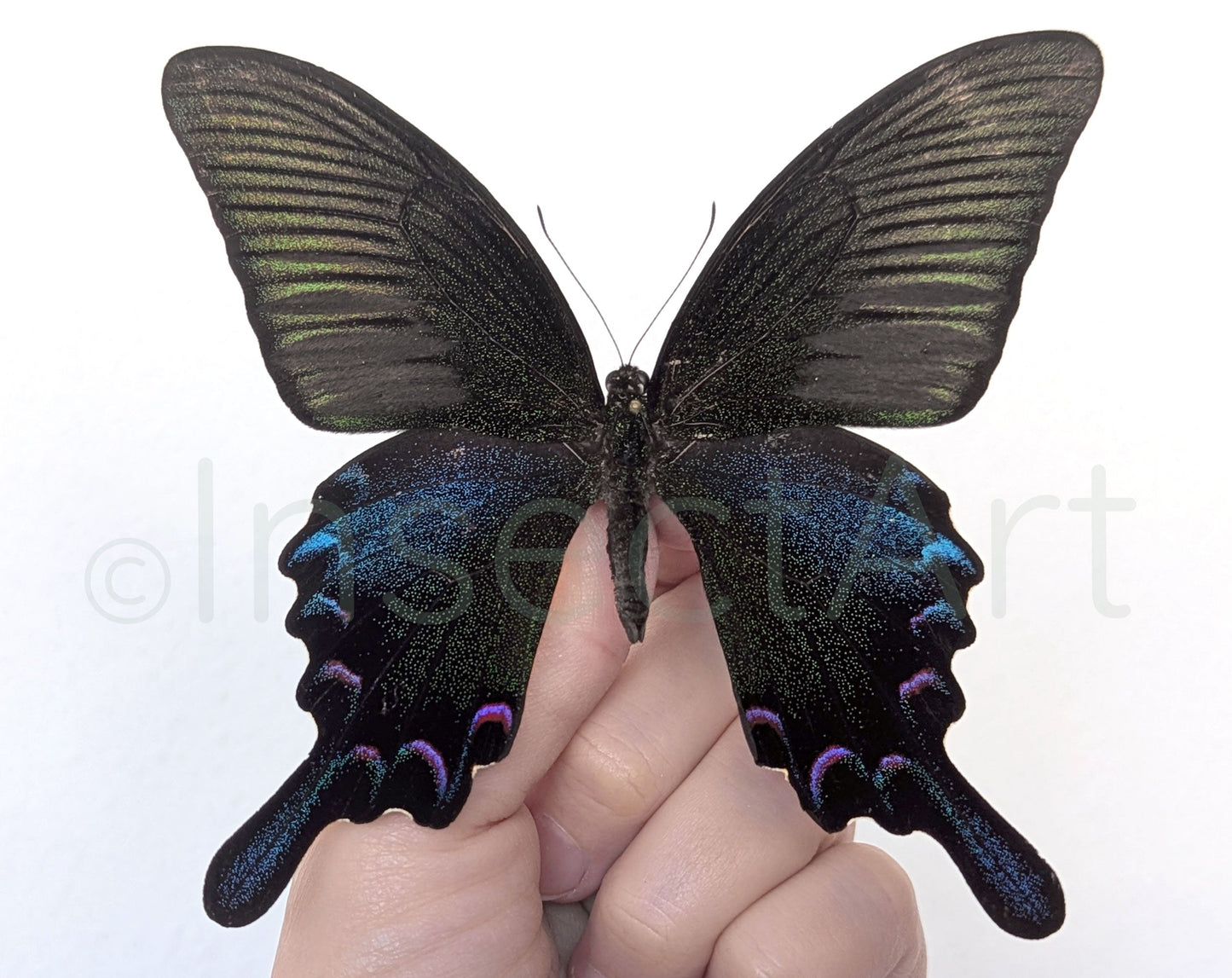 Papilio bianor ♂  Schmetterling InsectArt