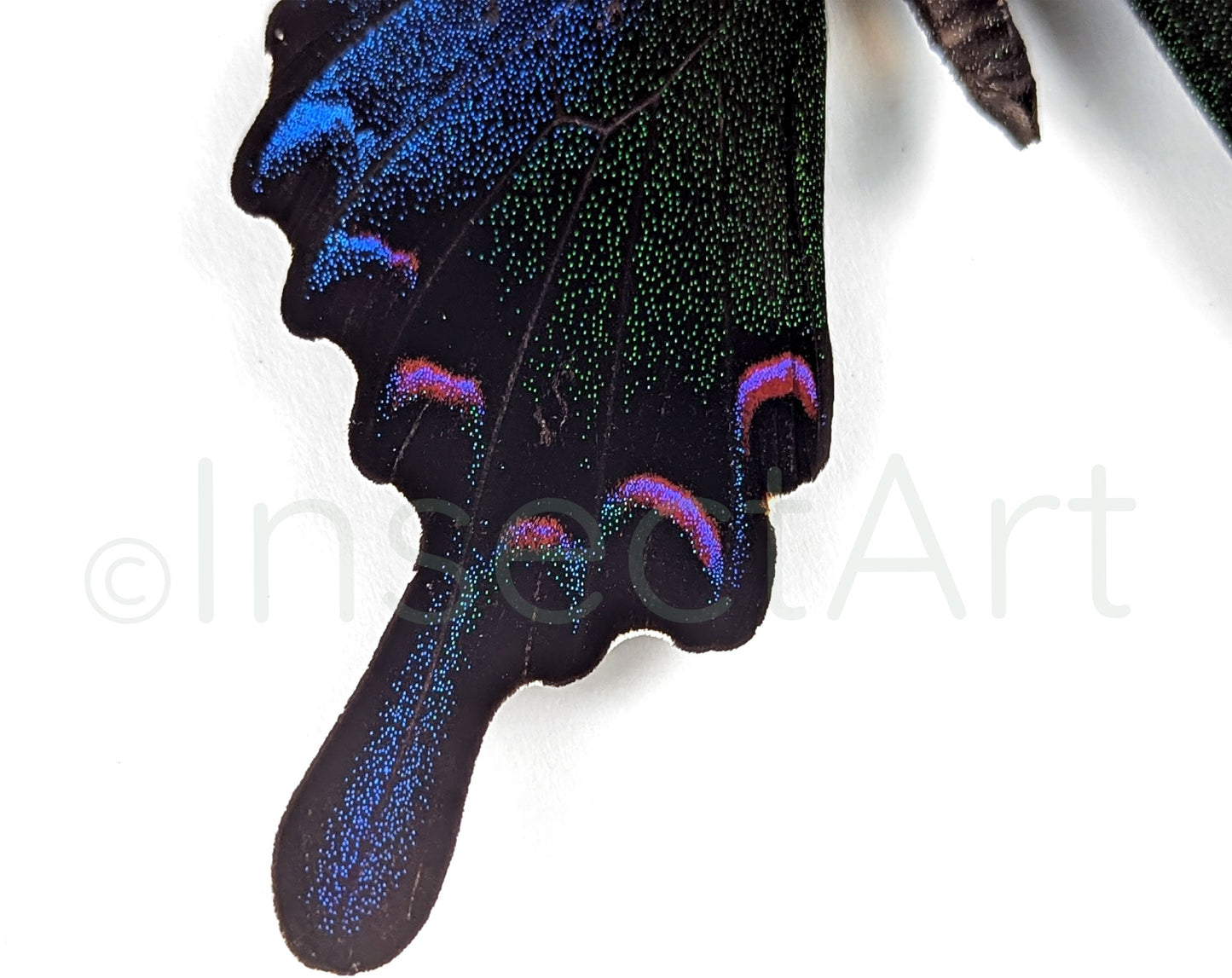 Papilio bianor ♂  Schmetterling InsectArt