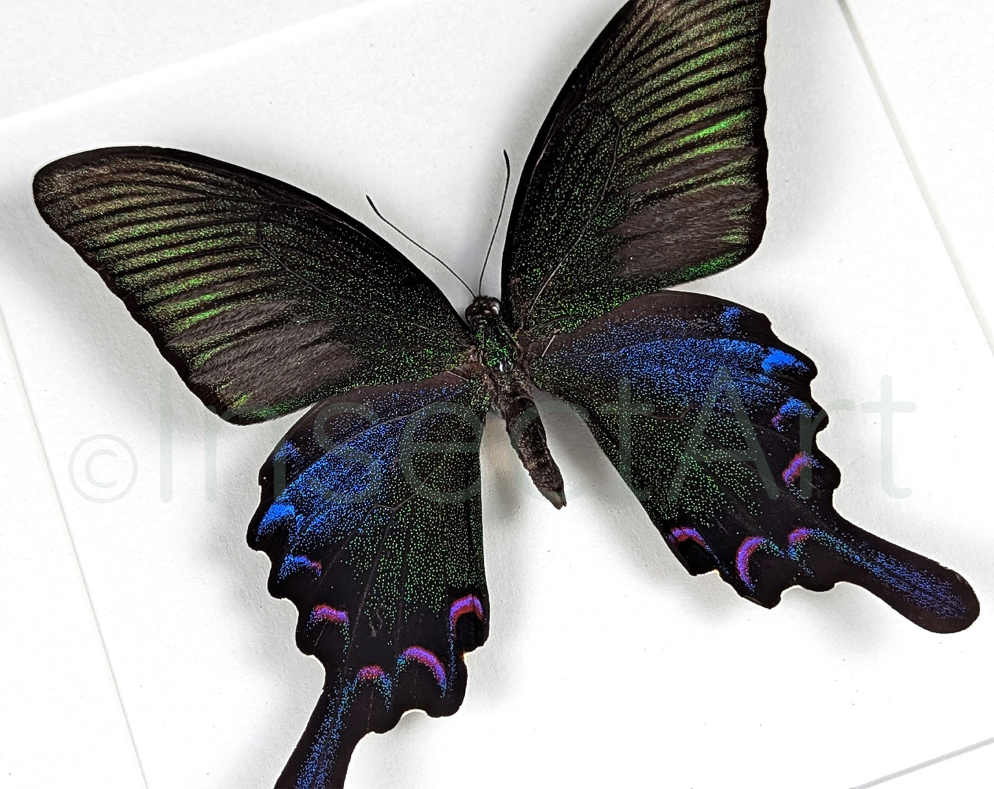 Papilio bianor ♂  Schmetterling InsectArt
