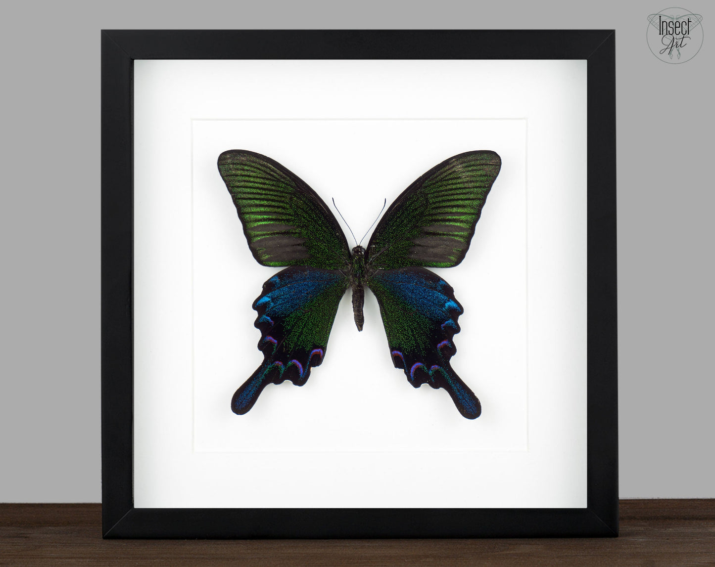 Papilio bianor ♂  Schmetterling InsectArt