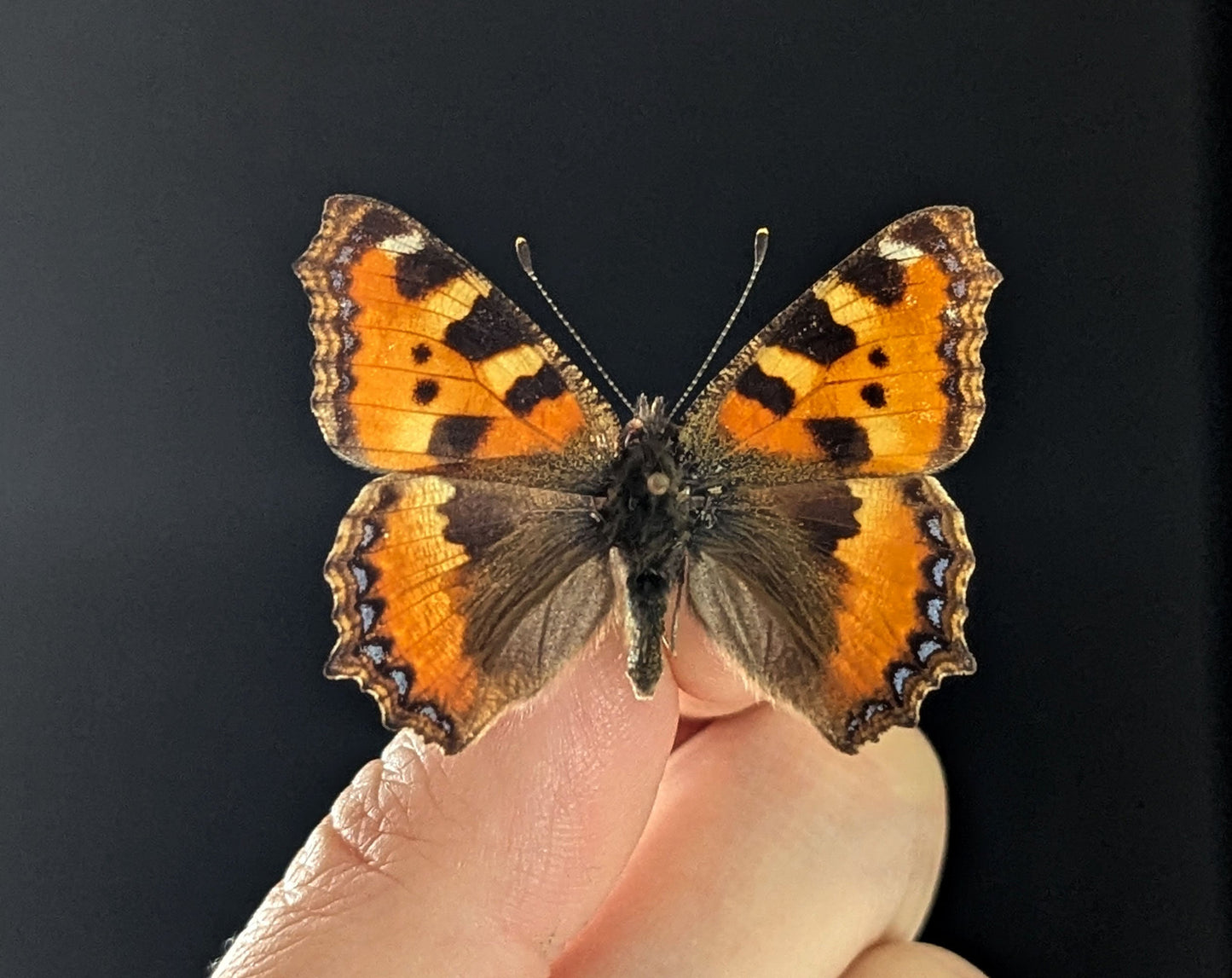 Aglais urticae "Kleiner Fuchs"  Schmetterling im Rahmen InsectArt