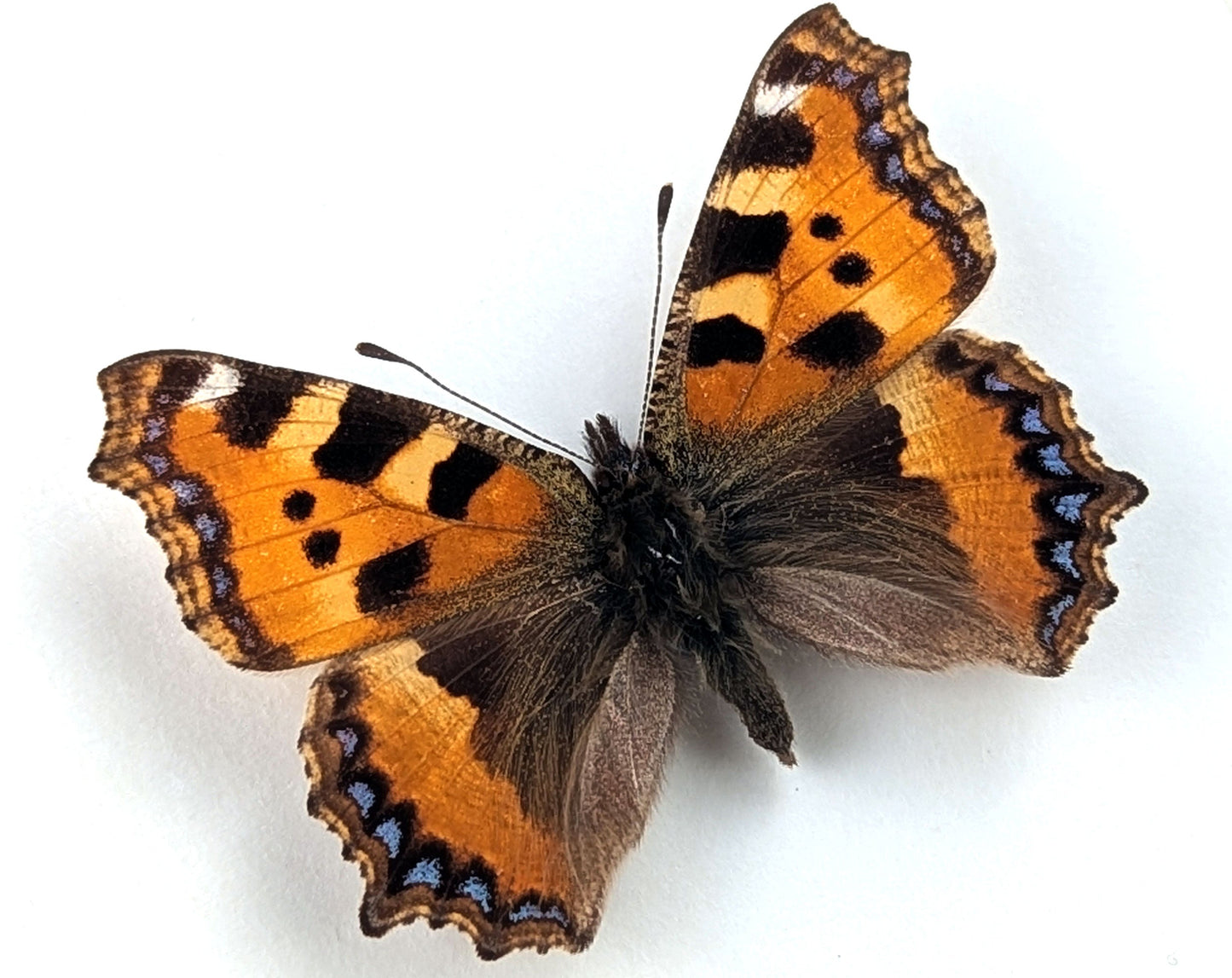 Aglais urticae "Kleiner Fuchs"  Schmetterling im Rahmen InsectArt