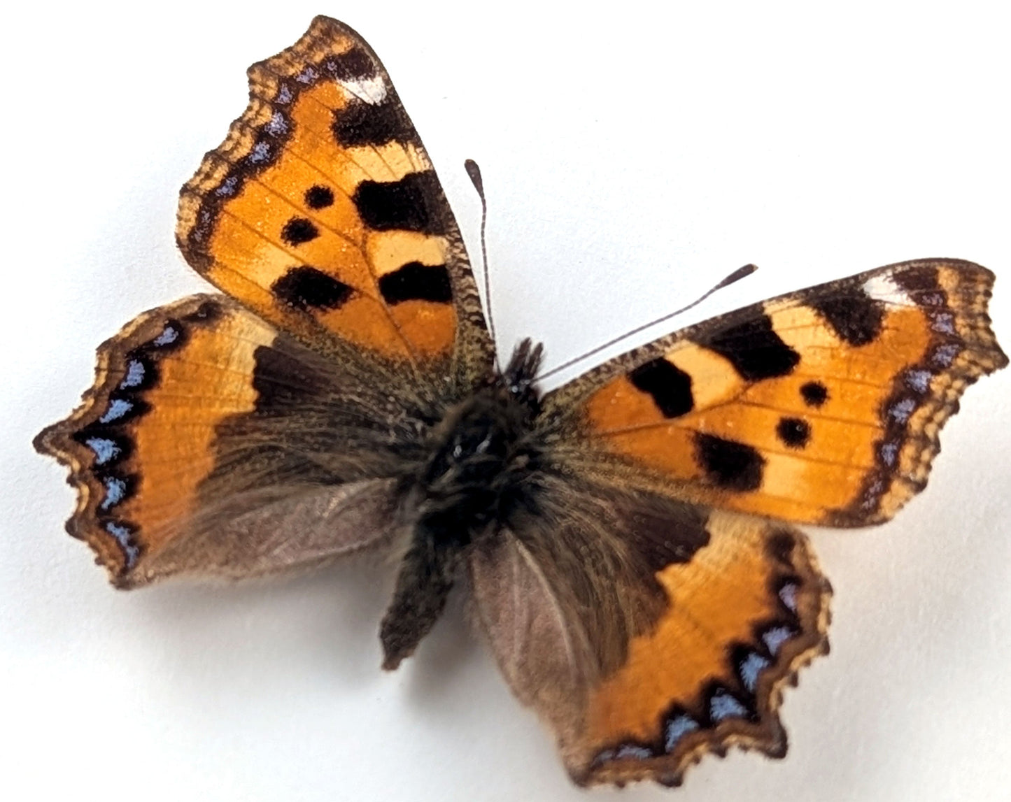 Aglais urticae "Kleiner Fuchs"  Schmetterling im Rahmen InsectArt