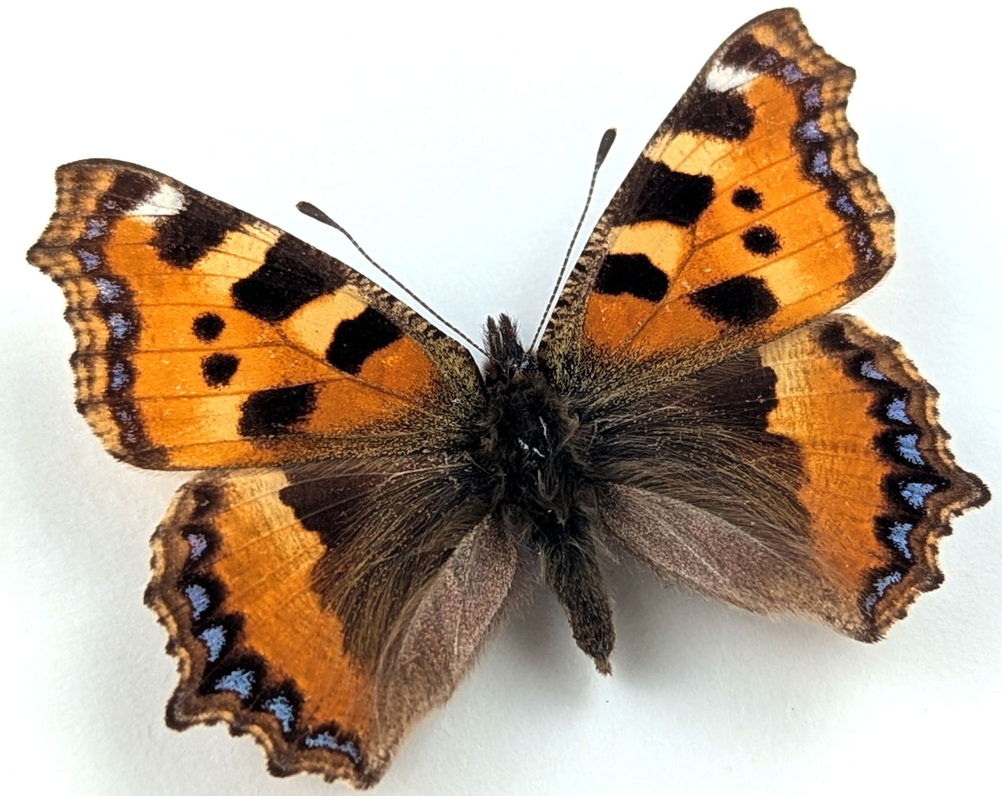 Aglais urticae "Kleiner Fuchs"  Schmetterling im Rahmen InsectArt