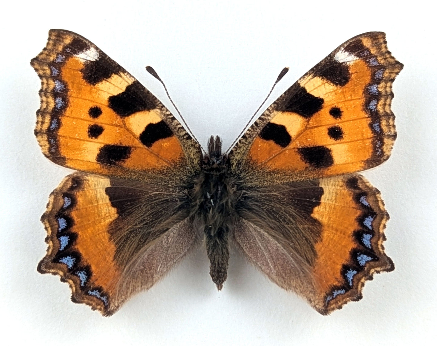 Aglais urticae "Kleiner Fuchs"  Schmetterling im Rahmen InsectArt