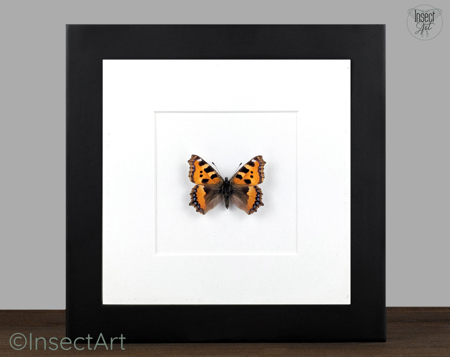 Aglais urticae "Kleiner Fuchs"  Schmetterling im Rahmen InsectArt