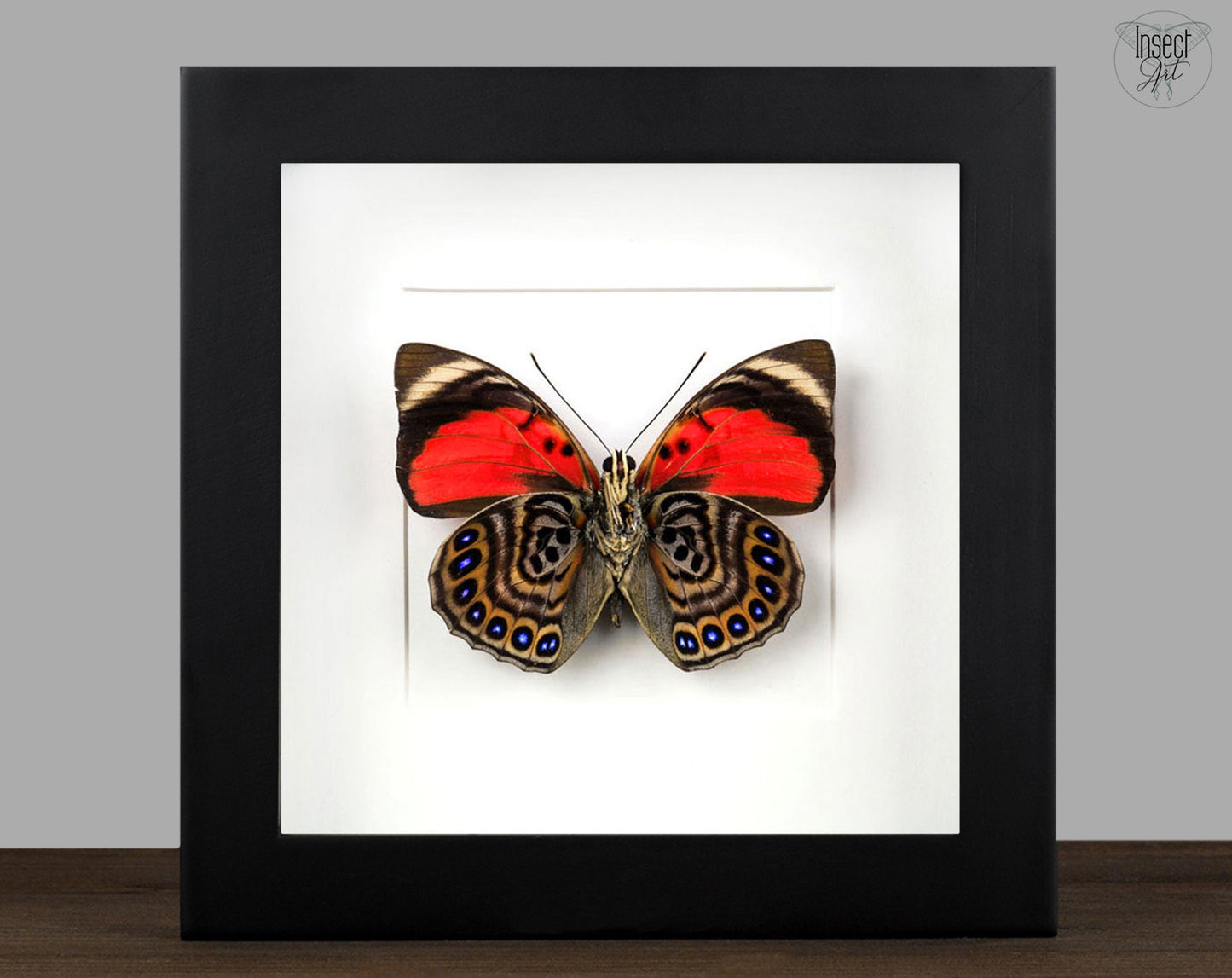 Agrias claudina verso ♂  Schmetterling InsectArt