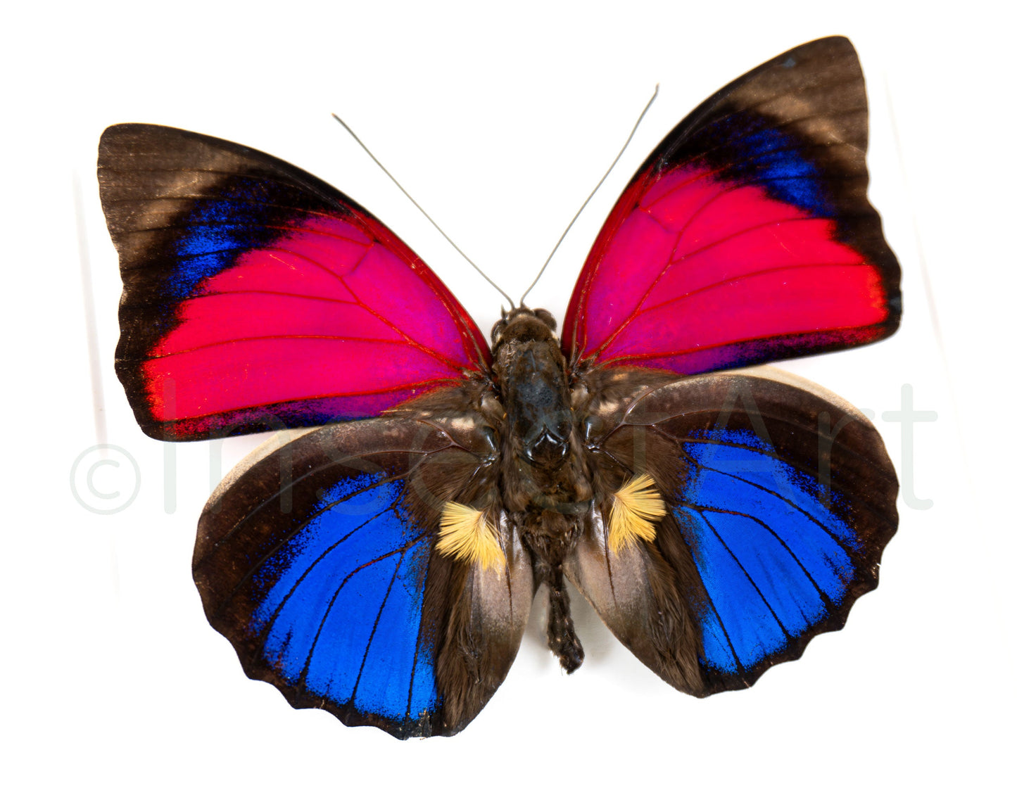 Agrias sardanapalus ♂  Schmetterling InsectArt