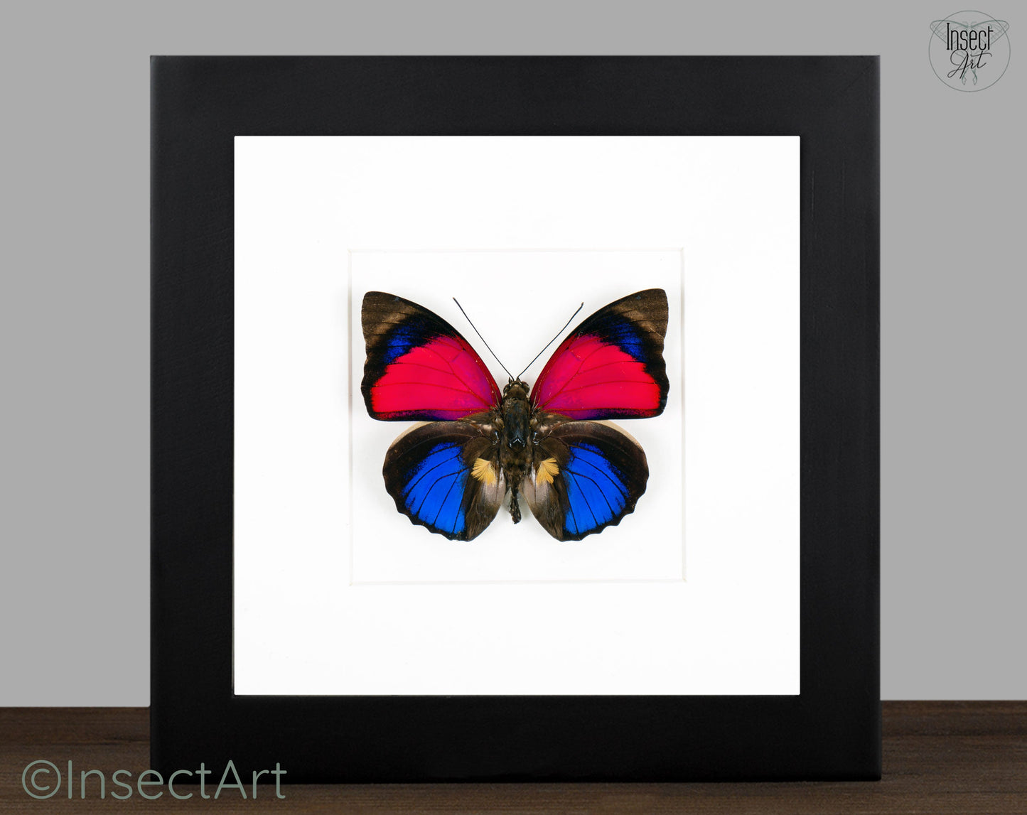 Agrias sardanapalus ♂  Schmetterling InsectArt