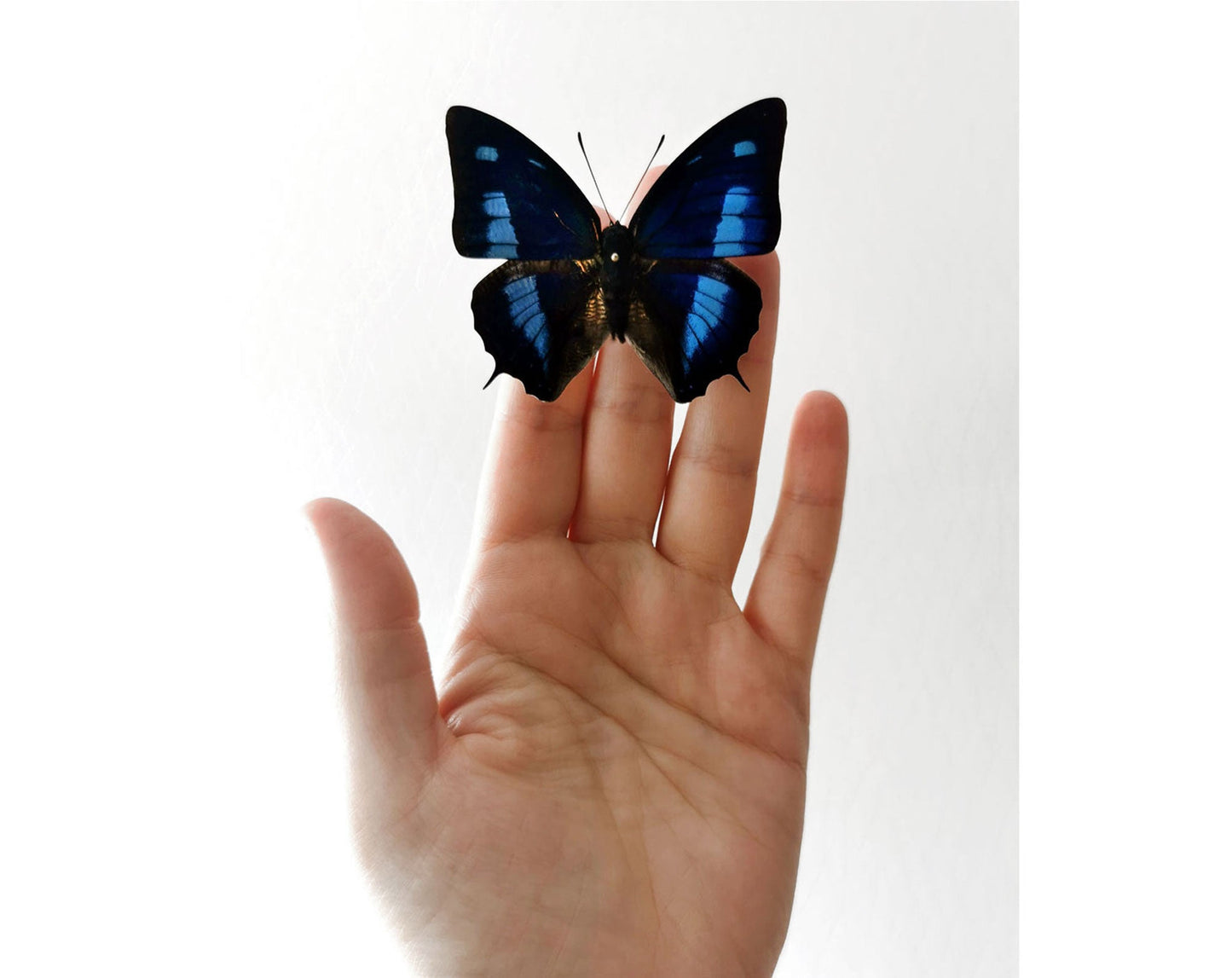 Anaea cyanea  Schmetterling InsectArt