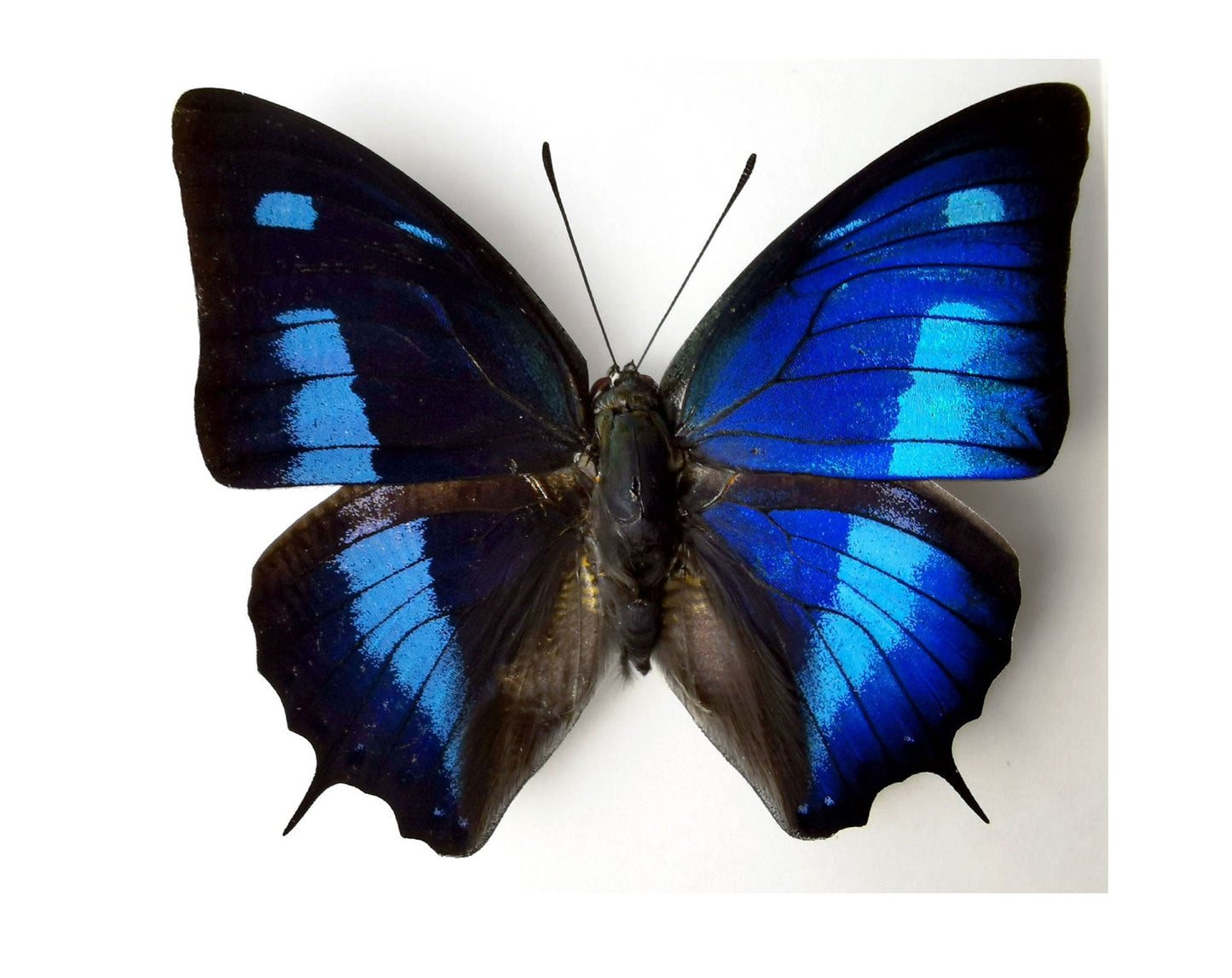 Anaea cyanea  Schmetterling InsectArt