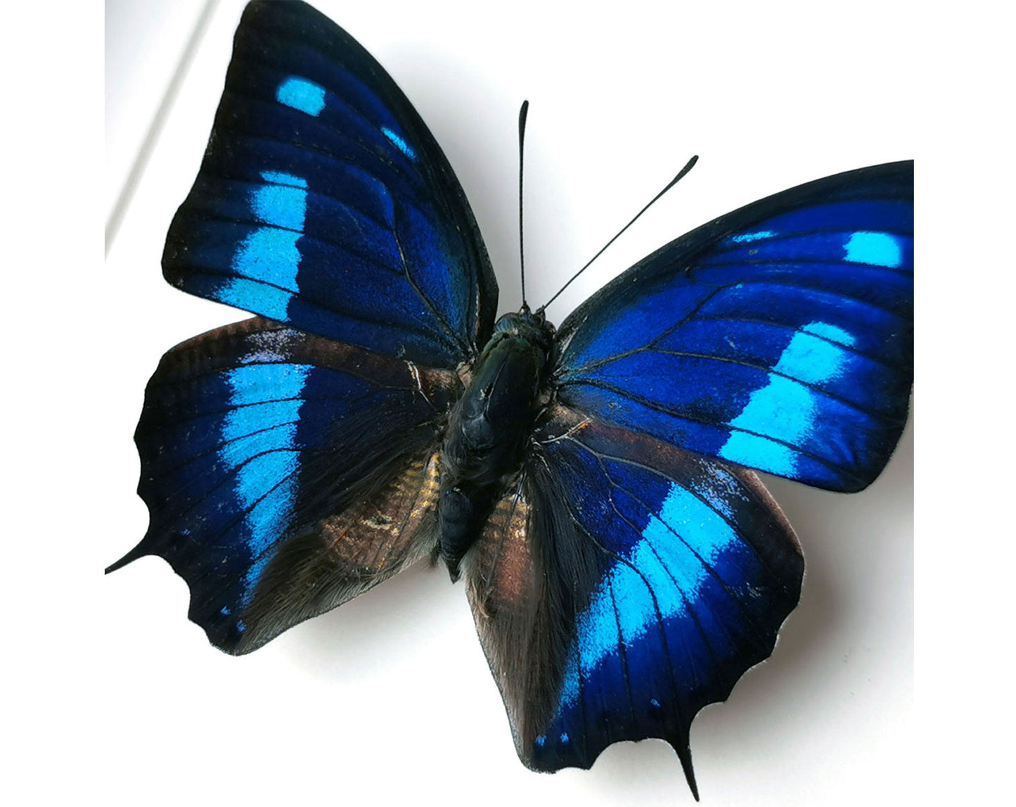 Anaea cyanea  Schmetterling InsectArt