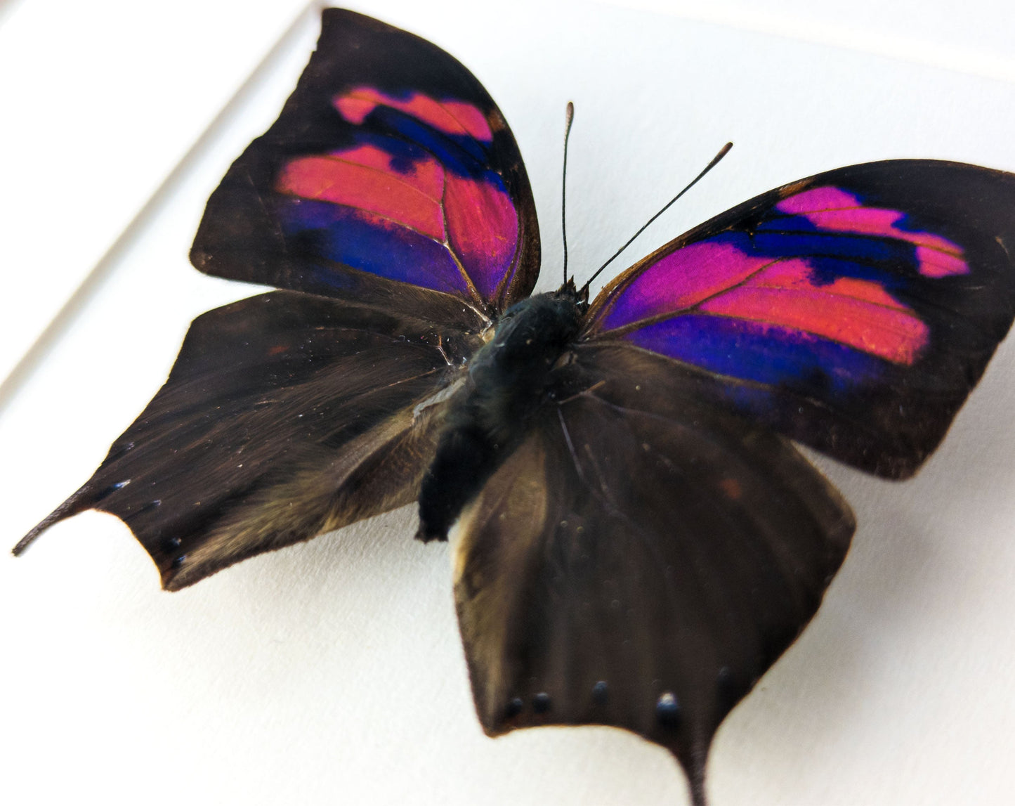 Anaea nessus ♂  Schmetterling InsectArt