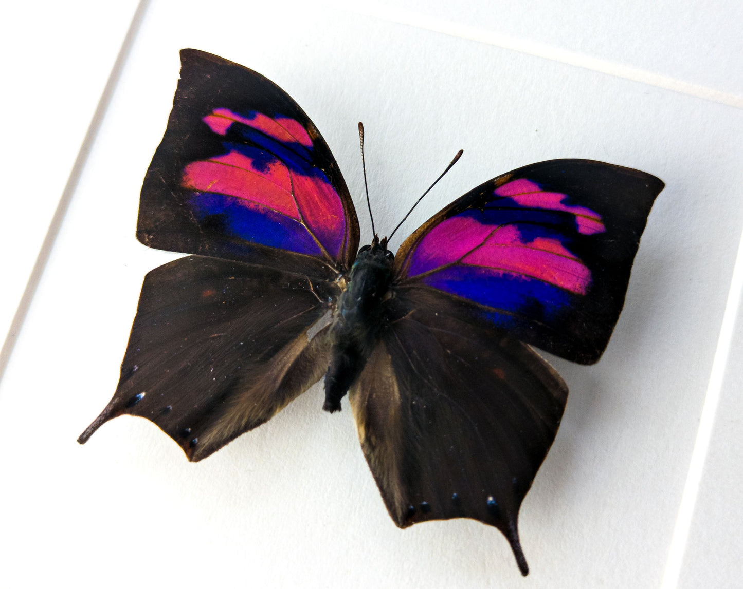 Anaea nessus ♂  Schmetterling InsectArt