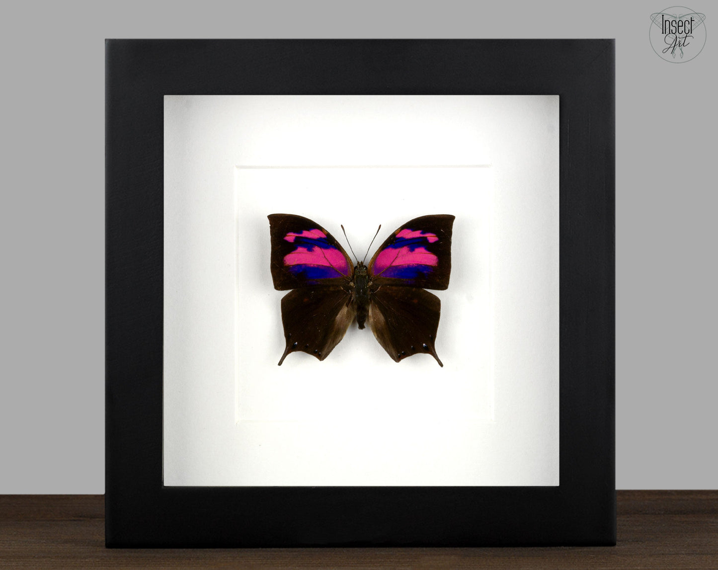 Anaea nessus ♂  Schmetterling InsectArt