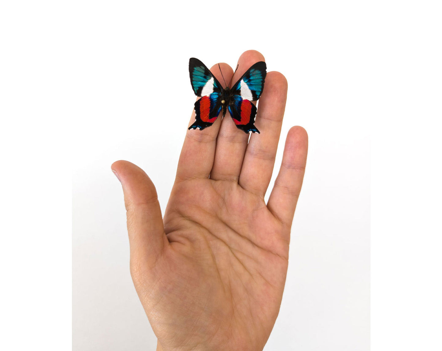 Ancyluris formosissima  Schmetterling InsectArt