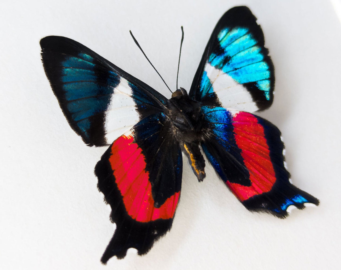 Ancyluris formosissima  Schmetterling InsectArt