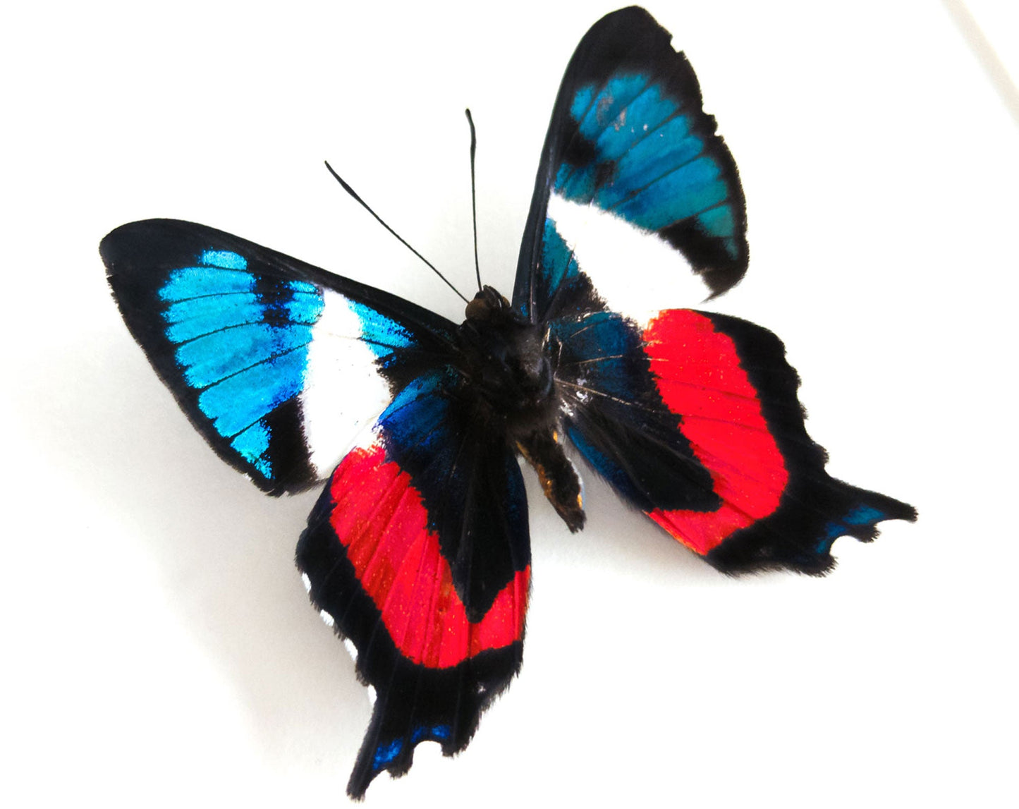 Ancyluris formosissima  Schmetterling InsectArt