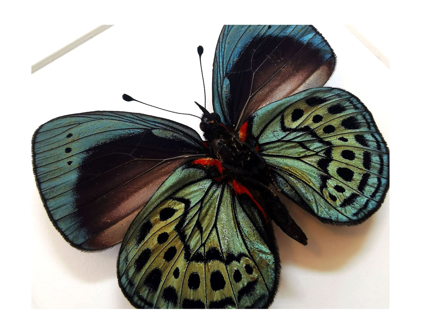 Asterope leprieuri (verso)  Schmetterling InsectArt