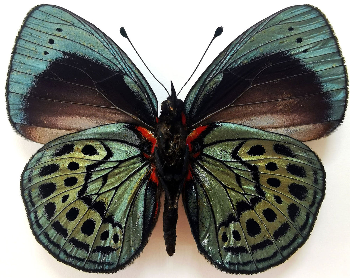 Asterope leprieuri (verso)  Schmetterling InsectArt