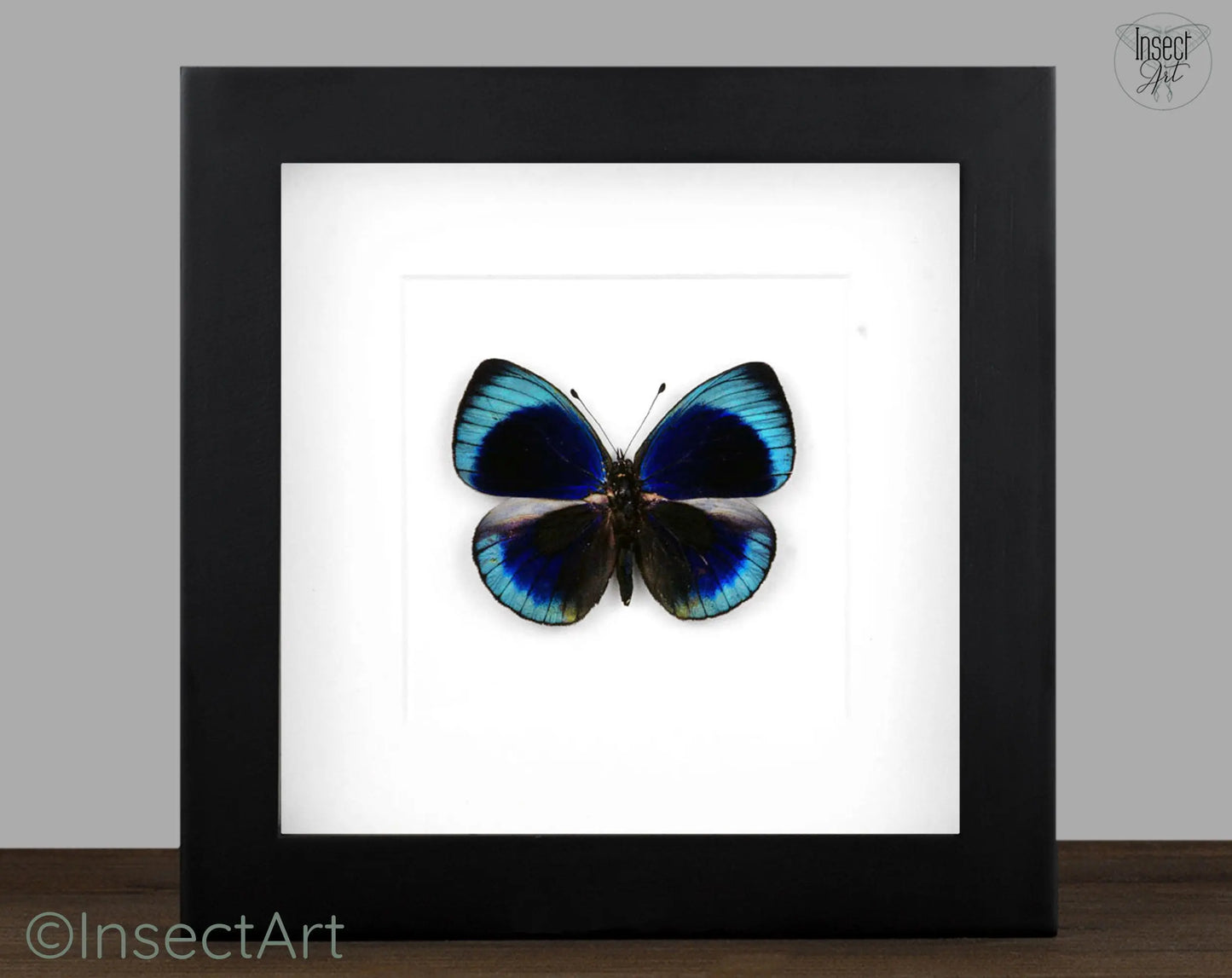 Asterope leprieuri  Schmetterling InsectArt Schmetterling