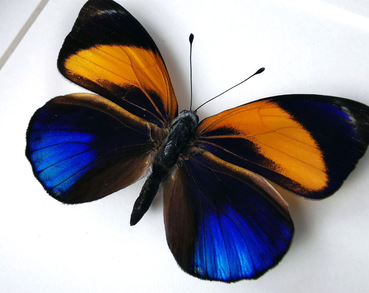 Asterope markii  Schmetterling InsectArt