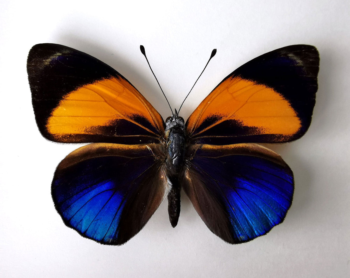 Asterope markii  Schmetterling InsectArt