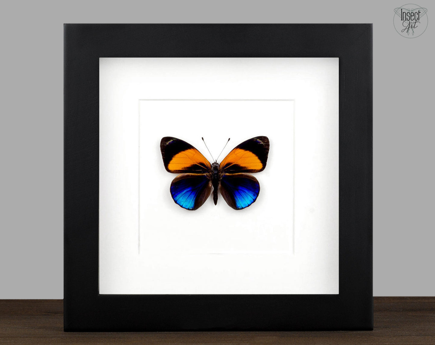 Asterope markii  Schmetterling InsectArt