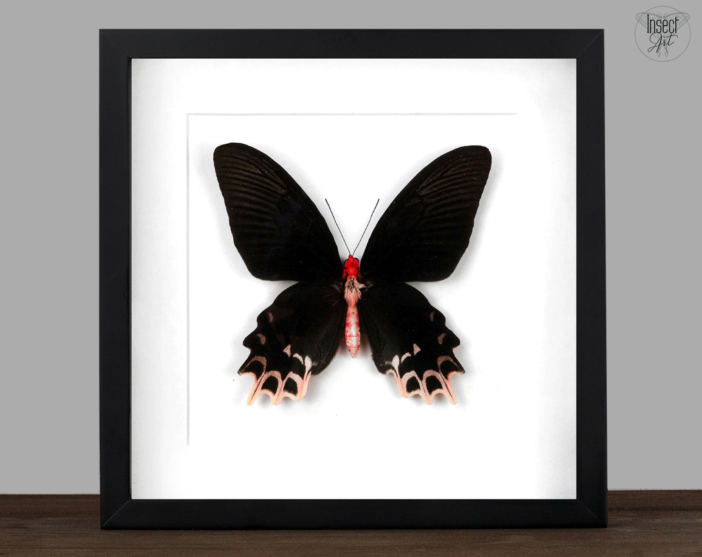 Atrophaneura semperi ♀  Schmetterling InsectArt