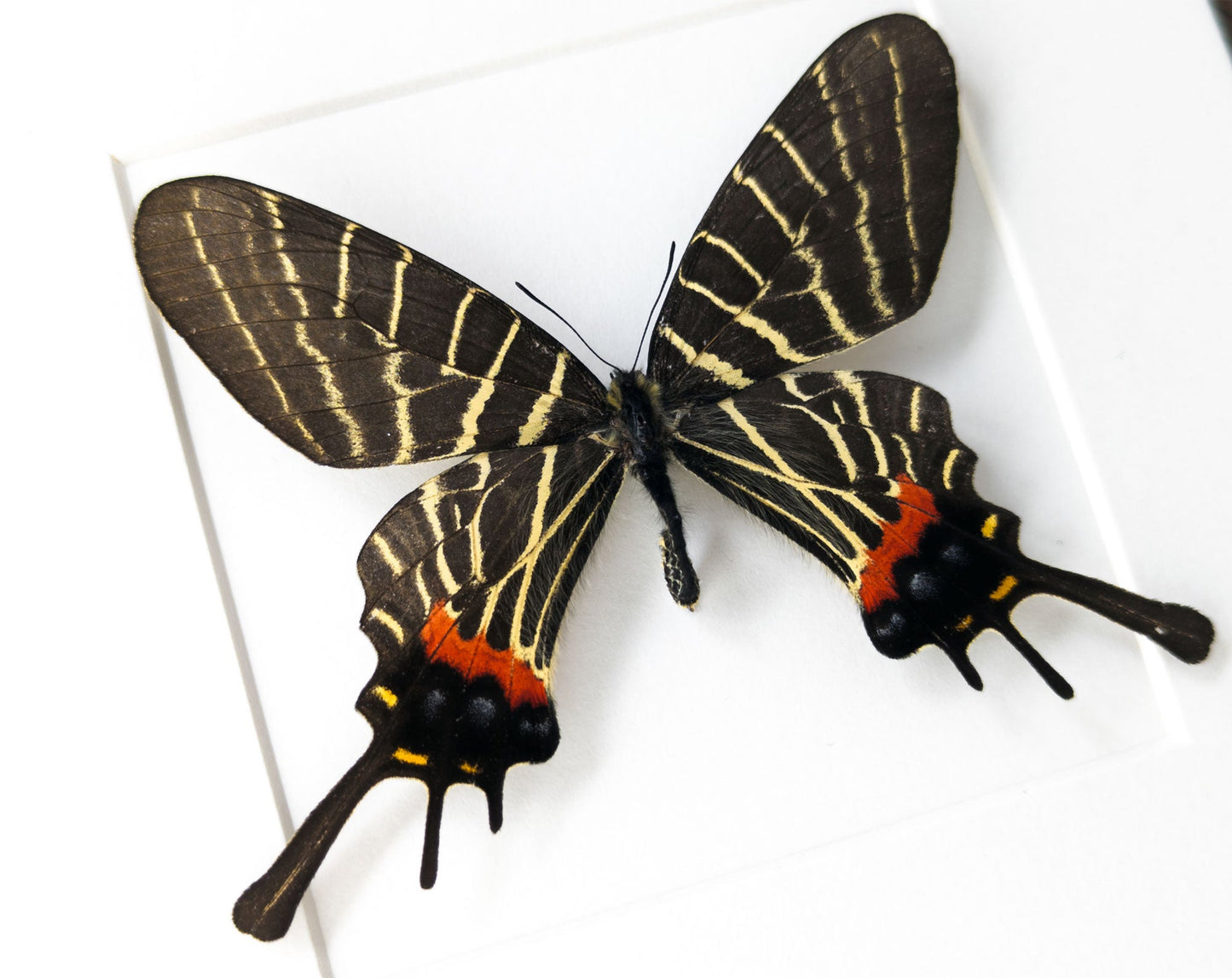 Bhutanitis thaidina ♂  Schmetterling InsectArt