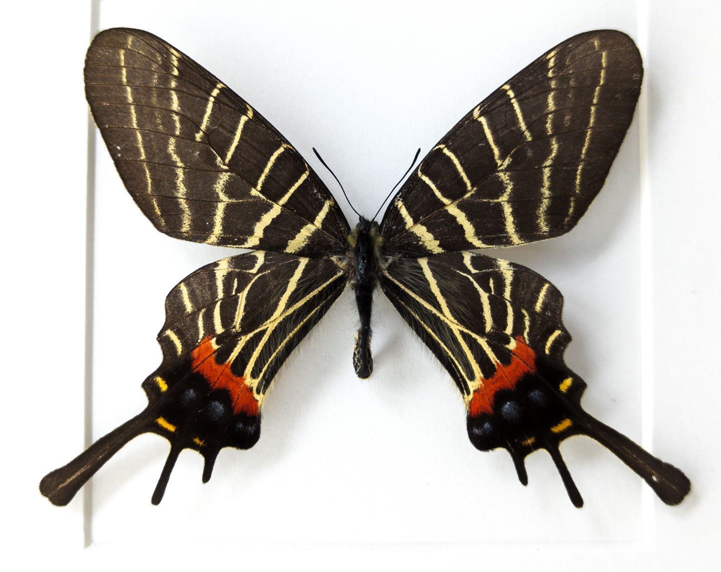 Bhutanitis thaidina ♂  Schmetterling InsectArt